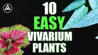 Top 10 beginner VIVARIUM plants [upl. by Ridley]