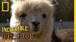 Fixing Up Alpacas  The Incredible Dr Pol [upl. by Comptom2]