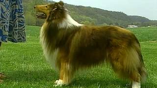 Collie  AKC Dog Breed Series [upl. by Einnaej]