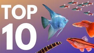 Top 10 Aquarium Fish for Beginners [upl. by Magdau]