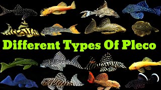 Pleco Fish Types  Different Types Of Pleco Fish [upl. by Kavanaugh176]