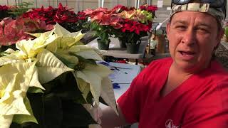 Poinsettia Care and How to Keep Them Alive Year to Year [upl. by Tega640]