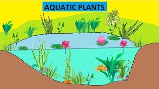 CBSE Class 4 Science Aquatic Plants [upl. by Pascale202]