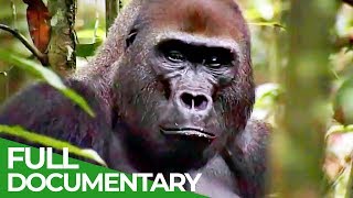 Gorillas The Gentle Giants  Free Documentary Nature [upl. by Enaej]