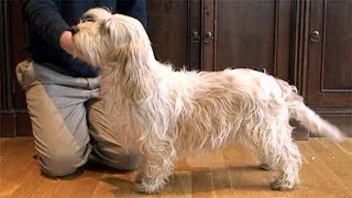 Dog Breed Video Petit Basset Griffon Vendeen [upl. by Mikey]