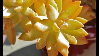 Ten Terrific Colorful Succulents [upl. by Stinky416]