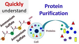 Protein Purification [upl. by Anaed]