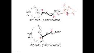 Sugar puckering in DNA [upl. by Leorsiy685]