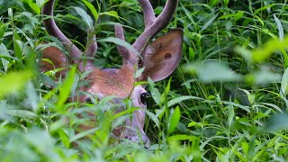 Deer Scream  Random Nature Short 2 [upl. by Anil]