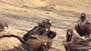 Tibetan Sky Burial [upl. by Yuzik]