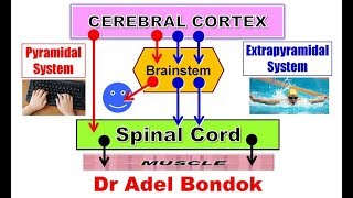 Pyramidal and Extrapyramidal Motor System and Desending Tracts Dr Adel Bondok [upl. by Eahsram]