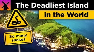 The Deadliest Island in the World Snake Island Explained [upl. by Ahsenal396]