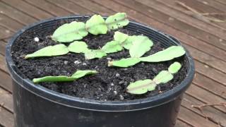 How to Propagate Christmas Cactus Cuttings Epiphyllum or Zygocactus [upl. by Htir83]