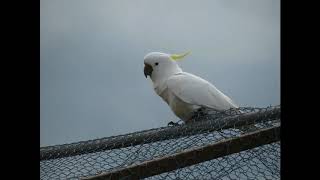 Cockatoo Noises to play to your bird [upl. by Amir171]