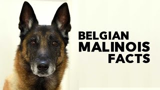 Belgian Malinois Everything You Need to Know [upl. by Alrahs141]