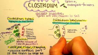 Clostridium botulinum Botulism [upl. by Calie]