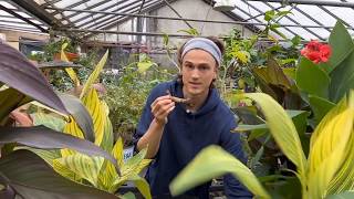 Cannas How to Plant Canna Rhizomes [upl. by Vitus]