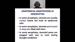 Anatomical adaptations in xerophytes [upl. by Ahsekahs]