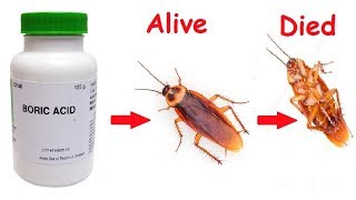 How To Get Rid of Cockroaches From Your Home Forever [upl. by Jedidiah]