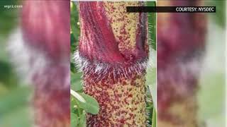 Giant Hogweed Removal [upl. by Rex]