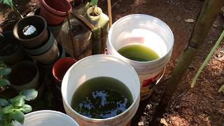 How to grow Green Water Algae [upl. by Oinafipe930]