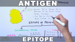 Antigen [upl. by Awram]