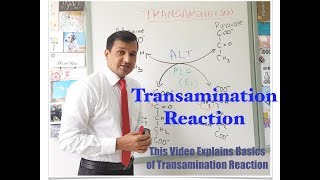 Transamination Reaction [upl. by Borlow]