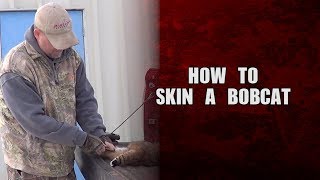 How to skin a Bobcat [upl. by Sahcnip276]