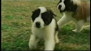 Pedigree puppy were from puppies TV commercial 2006 [upl. by Luthanen400]