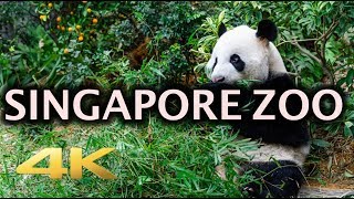 Singapore Zoo Animals Tour 4K [upl. by Schafer]