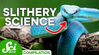 Shocking Facts About Snakes You Should Definitely Know [upl. by Ahsauqram]