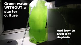 Green Water WITHOUT a Starter Culture  From Scratch  How To [upl. by Lafleur]