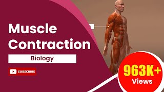 Muscle Contraction [upl. by Cohette770]