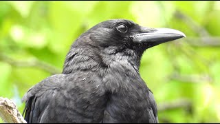 Corneille ou Corbeau  Cri  Crow or Raven  Call [upl. by Danyette]