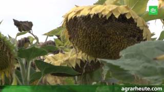 Vegetationsreport Sonnenblumen in der Fruchtfolge [upl. by Eenar145]