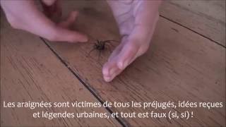 Comment se débarrasser gentiment dune araignée  Get rid of spiders [upl. by Karel]