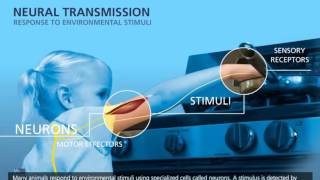 Neural Transmission amp Action Potential [upl. by Rafaj698]