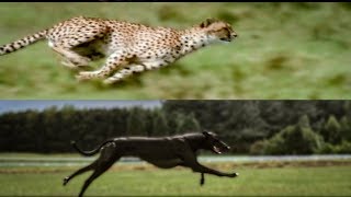 Cheetah vs Greyhound Speed Test  BBC Earth [upl. by Ekyt985]