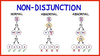 Chromosomal Aberration Numerical aberration including polyploidy [upl. by Prouty4]