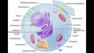 Introduction à la cytologie [upl. by Amos748]