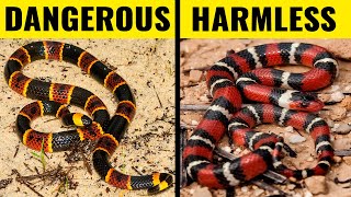 10 Most Dangerous Snakes You Should NEVER Touch [upl. by Amasa]