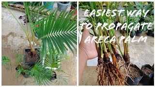 How to grow areca palm [upl. by Raskind]