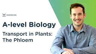 Transport in Plants The Phloem  Alevel Biology  OCR AQA Edexcel [upl. by Orlando927]