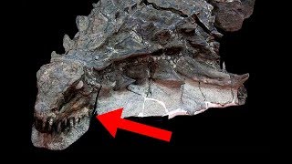 Most UNBELIEVABLE Dinosaur Fossil Discoveries [upl. by Amilas894]