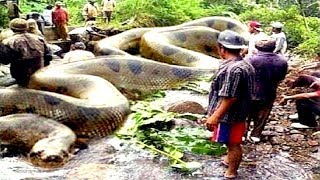 8 Deadliest Amazon River Snakes [upl. by Nihs]