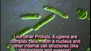 Euglena tutorial [upl. by Eiram]