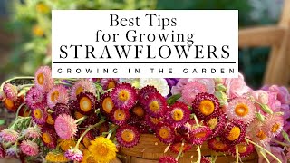 HOW to PLANT and GROW STRAWFLOWERS plus TIPS for growing strawflowers in HOT CLIMATES [upl. by Guevara]