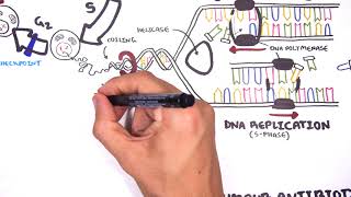 Pharmacology  Chemotherapy agents MOA Alkalating antimetabolites topoisomerase antimitotic [upl. by Mendelsohn990]