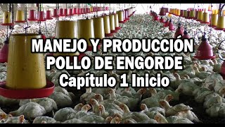 PRODUCCION POLLO DE ENCORDE MANEJO EN PRIMERAS ETAPAS [upl. by Torr678]