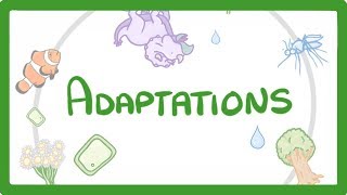 GCSE Biology  Adaptations 79 [upl. by Dino]